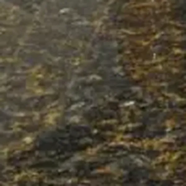 Uba Tuba Granite